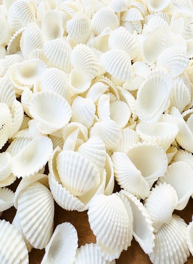 JUNERUSH Small Tiny White Artificial Sea Shells Mini White Bulk Candle DIY Craft Shells for Home Decor, Vase Filler, Beach Decorations Shells (1 Inch) (200gm) - Image 3